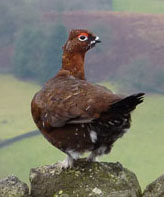 Grouse